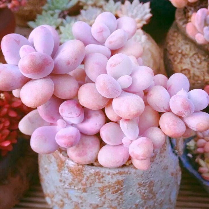 evrgrdn's tweet photo. Strawberry Mentos?
#strawberry #mentos #pink #succunents #garden #plants #trees #herbs #vines #pot #nature #flora #evrgrdn https://t.co/y8LkcT8PAP