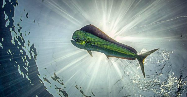 Great photo captured by Up Down Productions Inc. 

#mahimahi #FloridaKeys #fishing #offshore bit.ly/Fishfl
