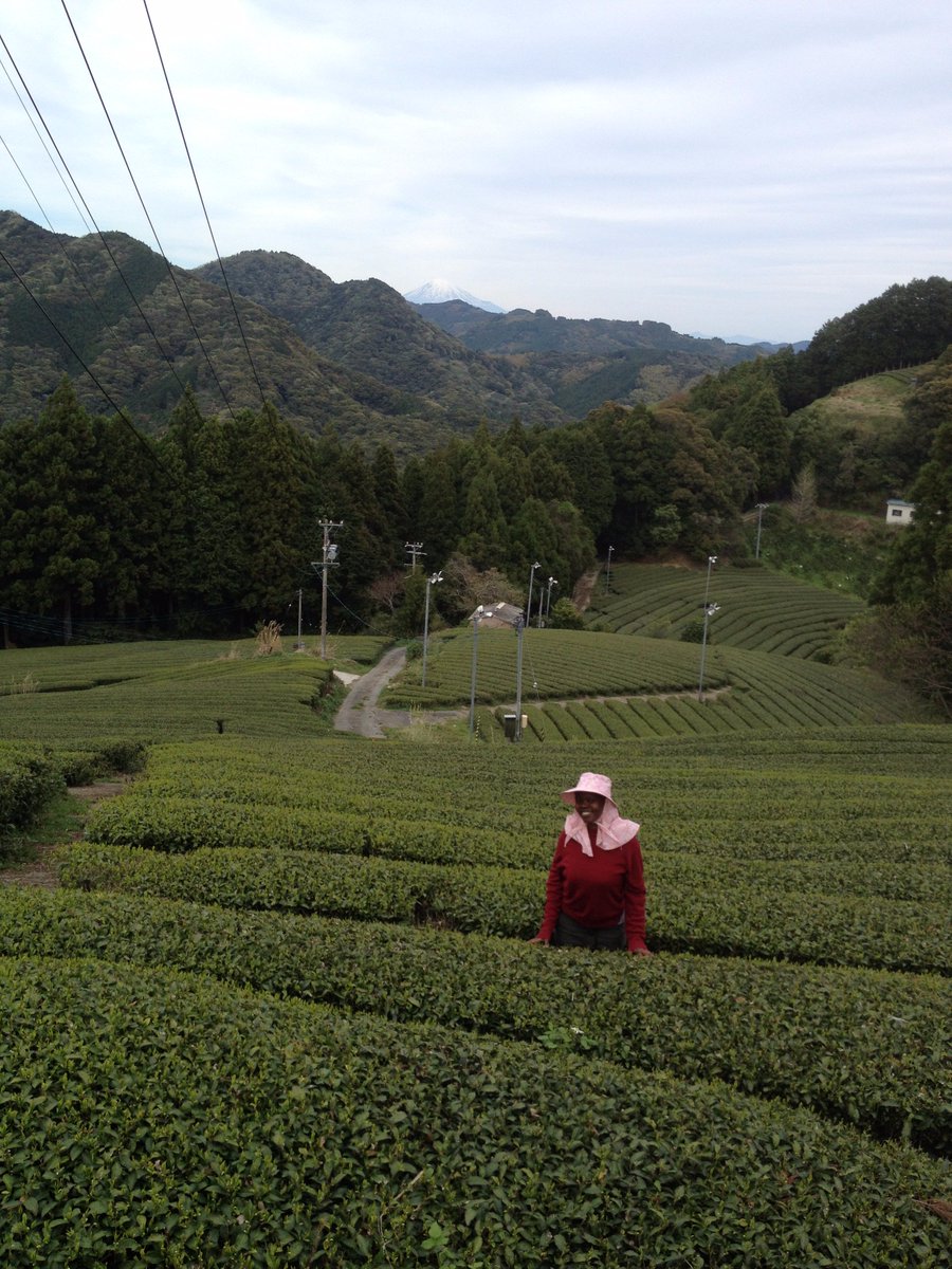 NaturaliTea's tweet photo. Preparation for the new tea harvest with Martha. Mt. Fuji at the far end!
#organictea #shincha #mtfuji https://t.co/eXEW9fBKIi
