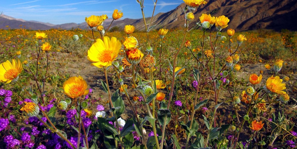 ELLEDECOR's tweet photo. 10 Best Places To Stop And Smell The Wildflowers This Spring https://t.co/3KjuqTrE3h https://t.co/VwBj2sLQPj