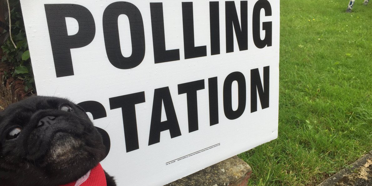 GradQuiz's tweet photo. Anyone else super excited for this again? #dogsatpollingstations #GeneralElection #SnapElection #TheresaMay #yas https://t.co/Vf4NFK77nN