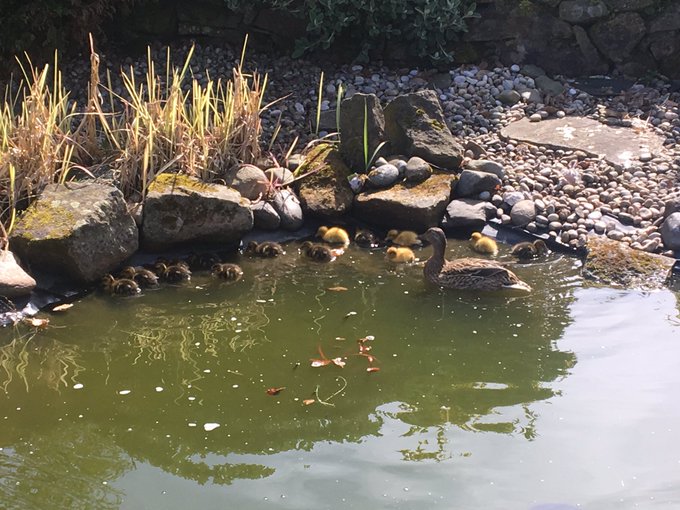 Ducklings on my pond having a swim this morning 😻 https://t.co/mzcbjSAg2X<a href="/tag/femdom"class="tags"><span>#femdom</span></a><a href="/tag/doubledomme"class="tags"><span>#doubledomme</span></a>