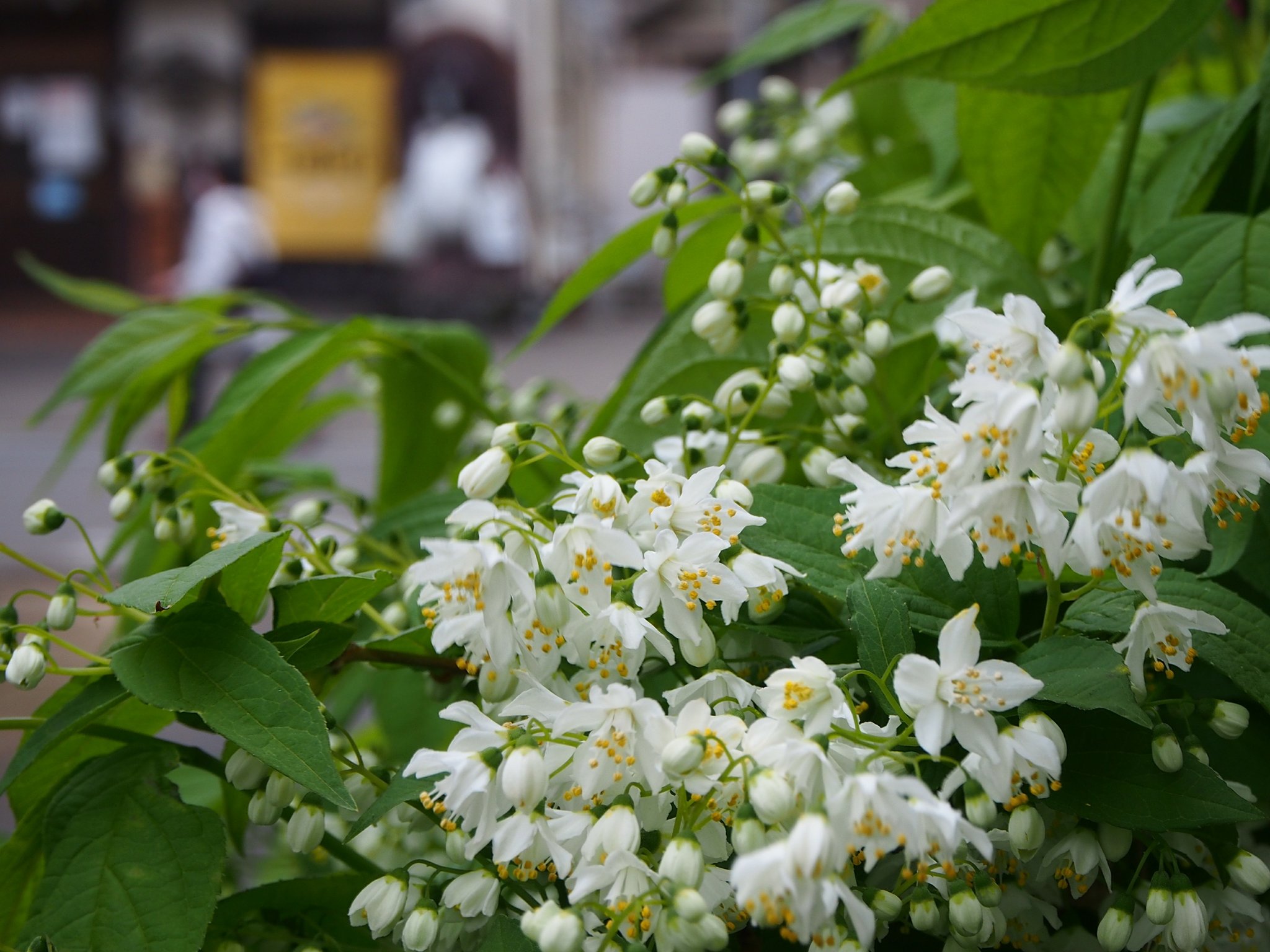 Happyclover 卯の花の匂ぅ道 花言葉 秘密 古風 風情 別名 ｳﾂｷﾞ 空木 ﾕｷﾐｸﾞｻ 雪見草 Snapshot 花言葉 T Co Nau24brp6m Twitter