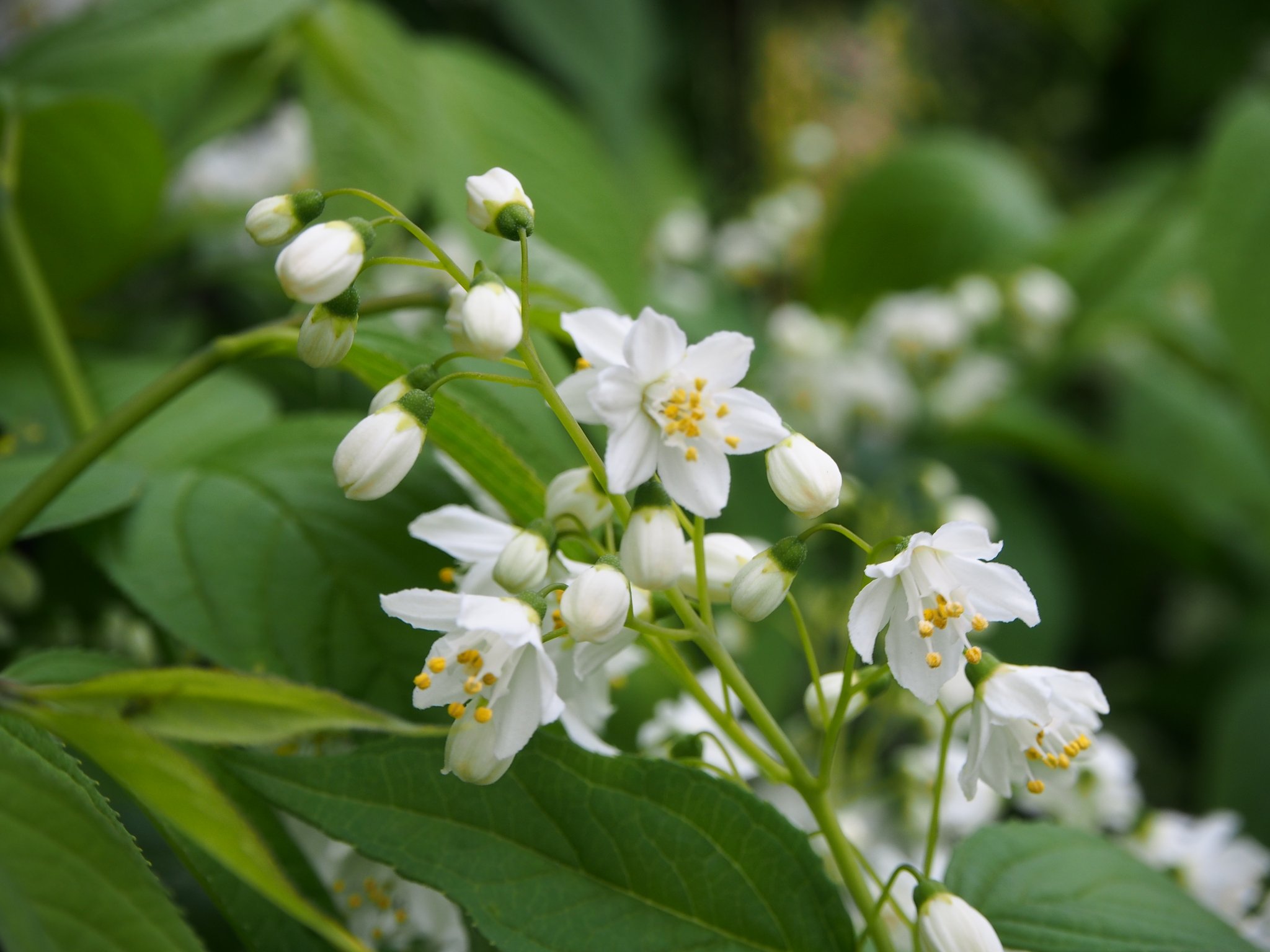 Happyclover 卯の花の匂ぅ道 花言葉 秘密 古風 風情 別名 ｳﾂｷﾞ 空木 ﾕｷﾐｸﾞｻ 雪見草 Snapshot 花言葉 T Co Nau24brp6m Twitter