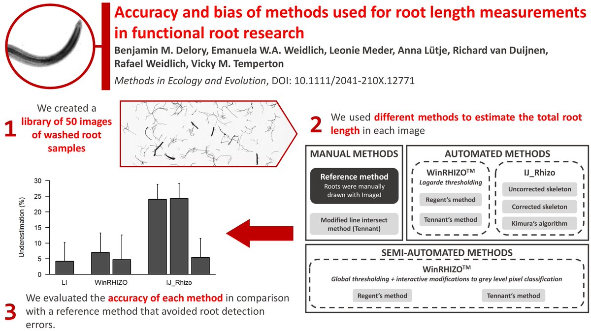 Benjamin M Delory On Twitter Accuracy Of Root Length