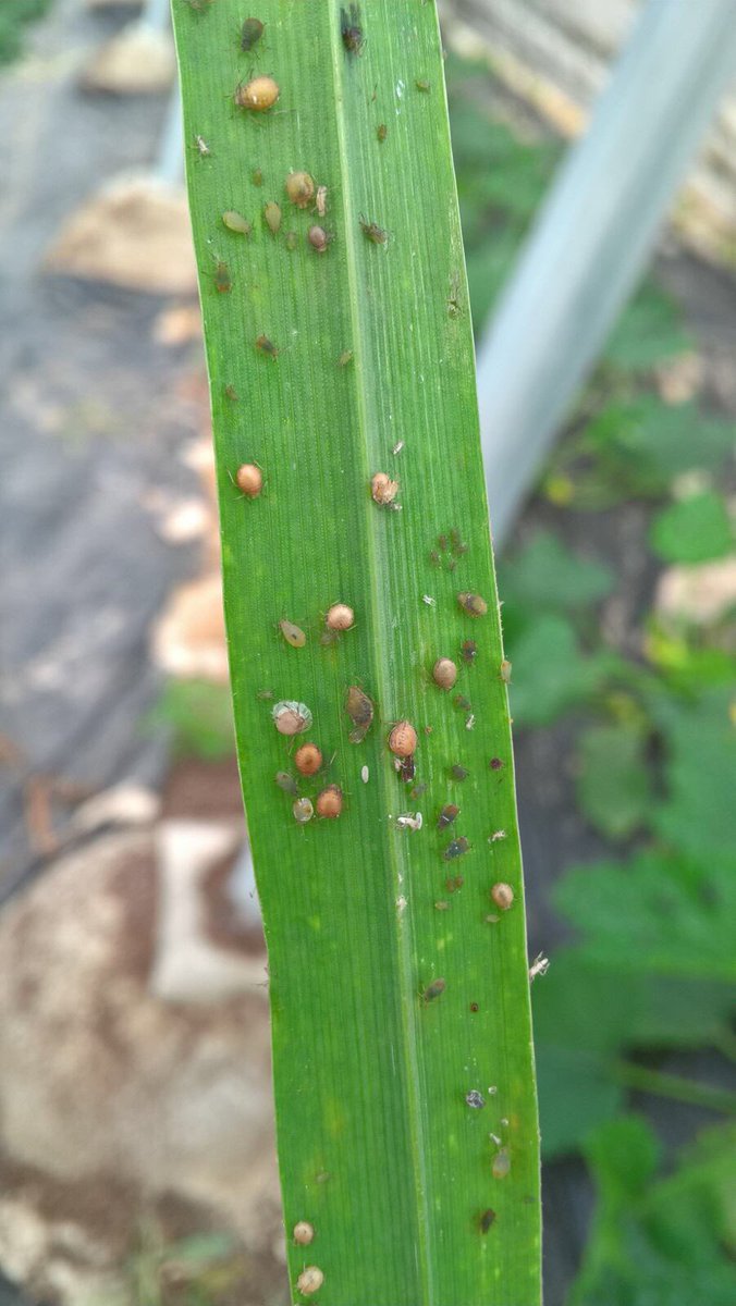 KOPPERT_ES's tweet photo. Parasitismo en #pulgón: Praon Volucre y Aphidius colemani en acción. 💪🏻 https://t.co/8iDycy6dzH