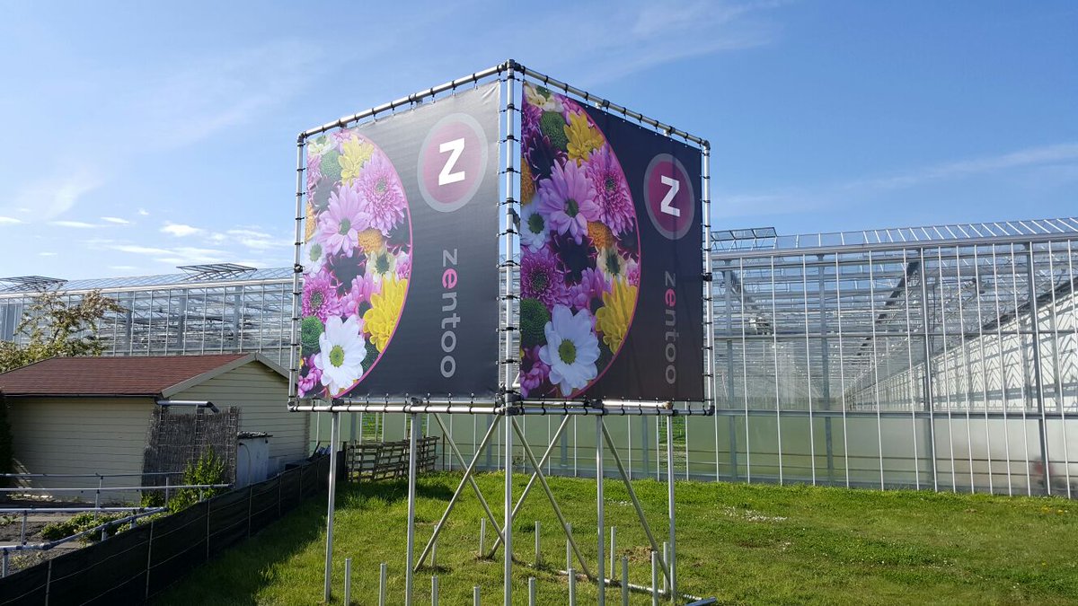 zentoo_nl's tweet photo. Mooie opvallende nieuwe #Zentoo banners in #Poeldijk. #chrysanten #Brasil @KersendeKlein https://t.co/Fg6h9m89aO