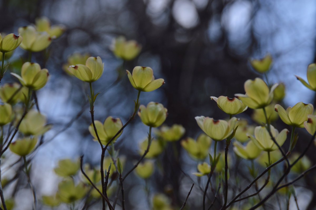 acaptureintime's tweet photo. Loving the spring-time colours 🍃 https://t.co/MLxN6y2myy