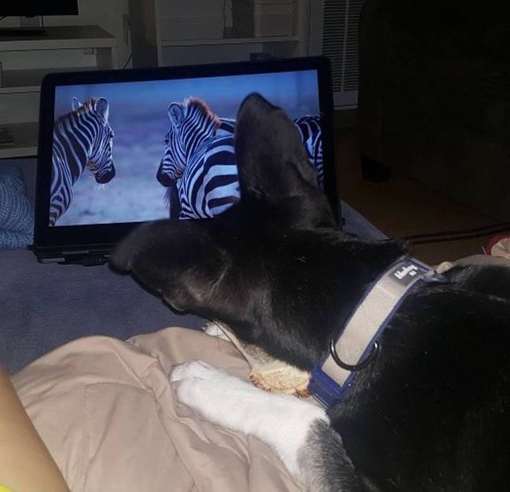 dogtv's tweet photo. There's nothing like Sunday night cuddles!📸 @rhina_617 ⠀
⠀
#dogsofinstagramn #dog #DOGTV #Dogs #dogsofig #dogsofinsta #doglife https://t.co/x5tW3BdQJa