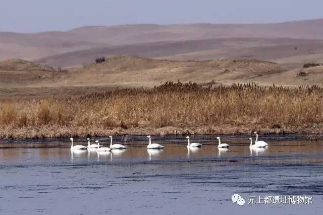 IMDChina's tweet photo. Swan coming .春天的内蒙古元上都遗址，色彩开始丰富起来。上都河面上，鸿雁扑棱着翅膀，击起水面粼粼碧波；白天鹅洁白、优雅，远远望去，好似一只一只白色的帆船在河面荡来荡去。天鹅的不约而来，带给了内蒙古草原吉祥，也带来了对元上都最美好的祝福。 https://t.co/j7xLKgQBII