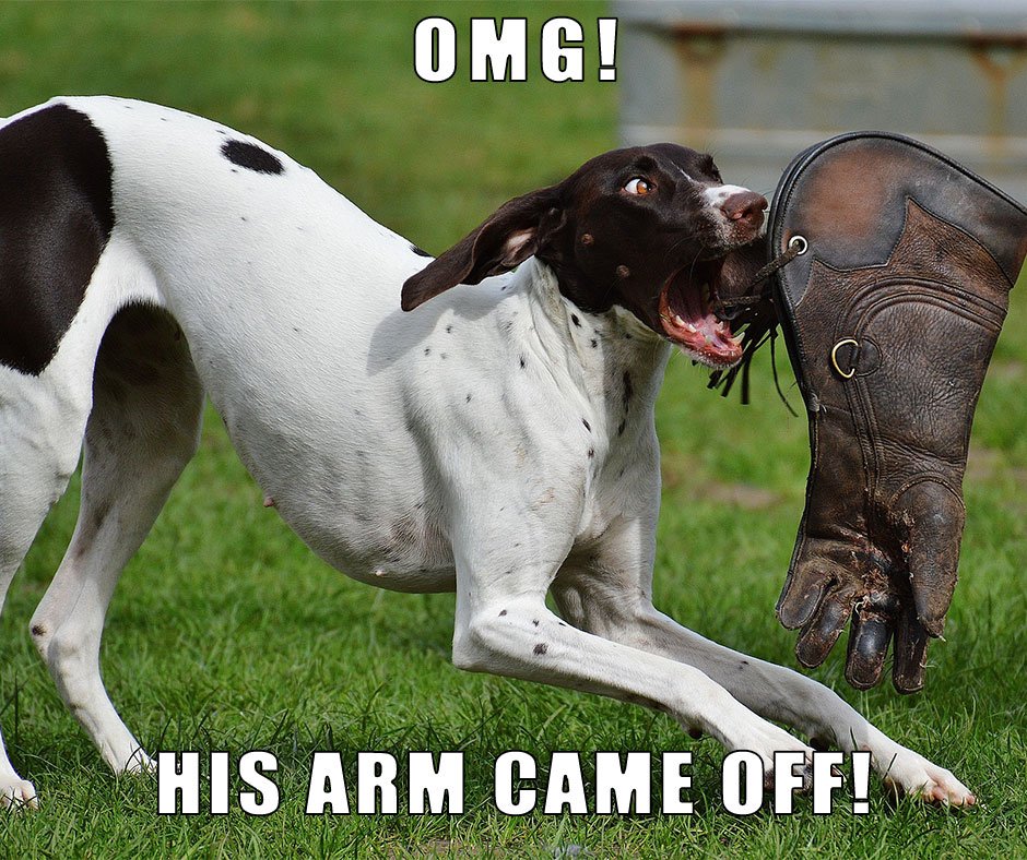 HamiltonPet's tweet photo. #doghumor #pointersrule #playfulpup https://t.co/75sNZabeCh