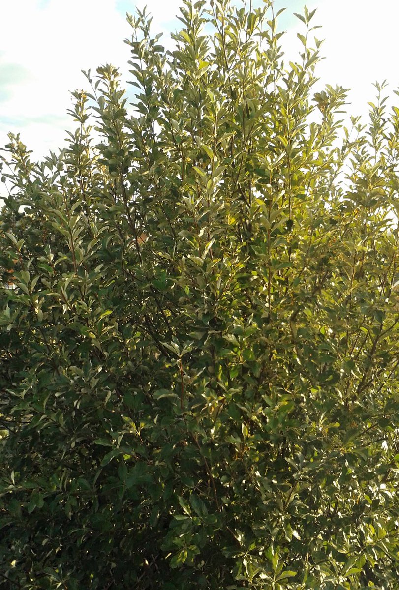 MandyCanUDigIt's tweet photo. NEW: planting trees near homes - top advice from National House Building Council. @NHBC #gardening #ConstructionUK https://t.co/q9rHfk1gKr https://t.co/EHID5GQPDe