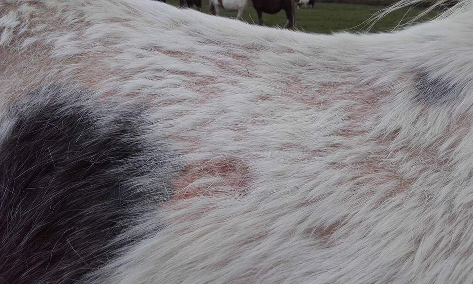 WE_HTHW2015's tweet photo. Come with me and see what i see - no chance of anyone seeing this one before she is dead in a ditch #OpEquine #whatimprovementnotice https://t.co/HNLgQlFpDx