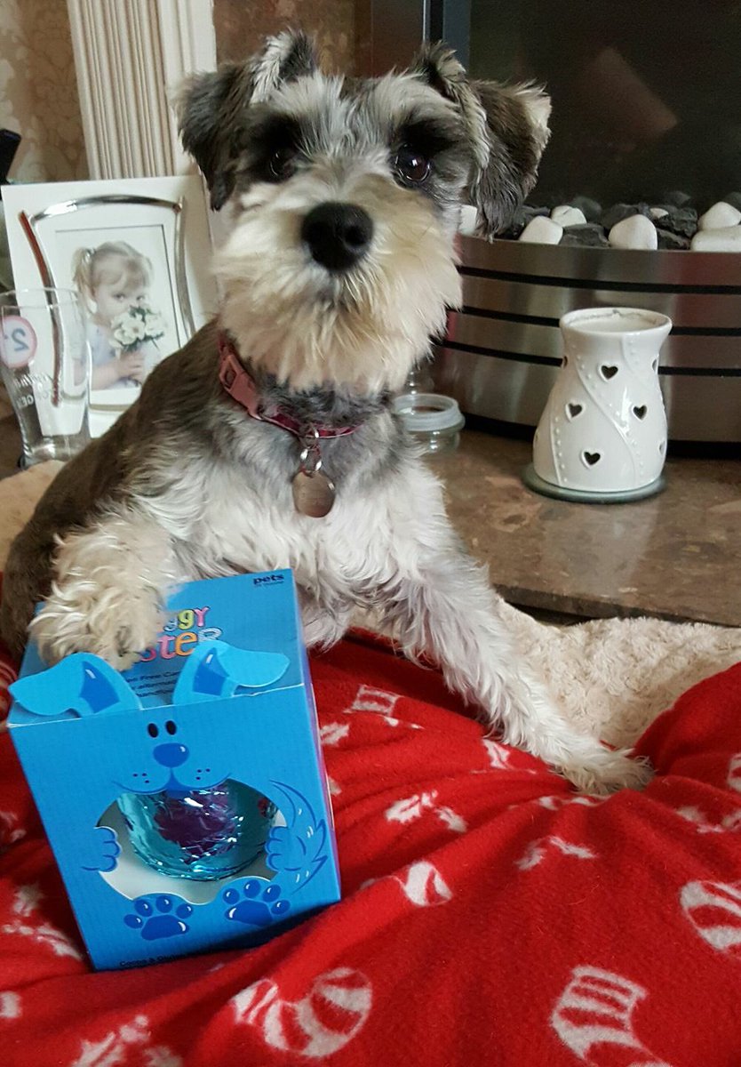 Happy Easter holidays from my dog 🙃