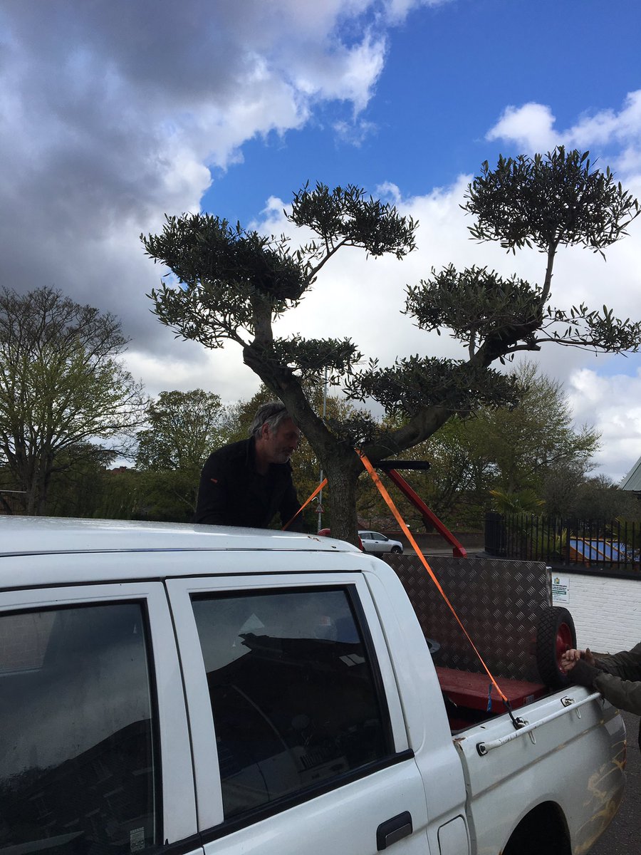 Norfolk Olive Trees tweet media