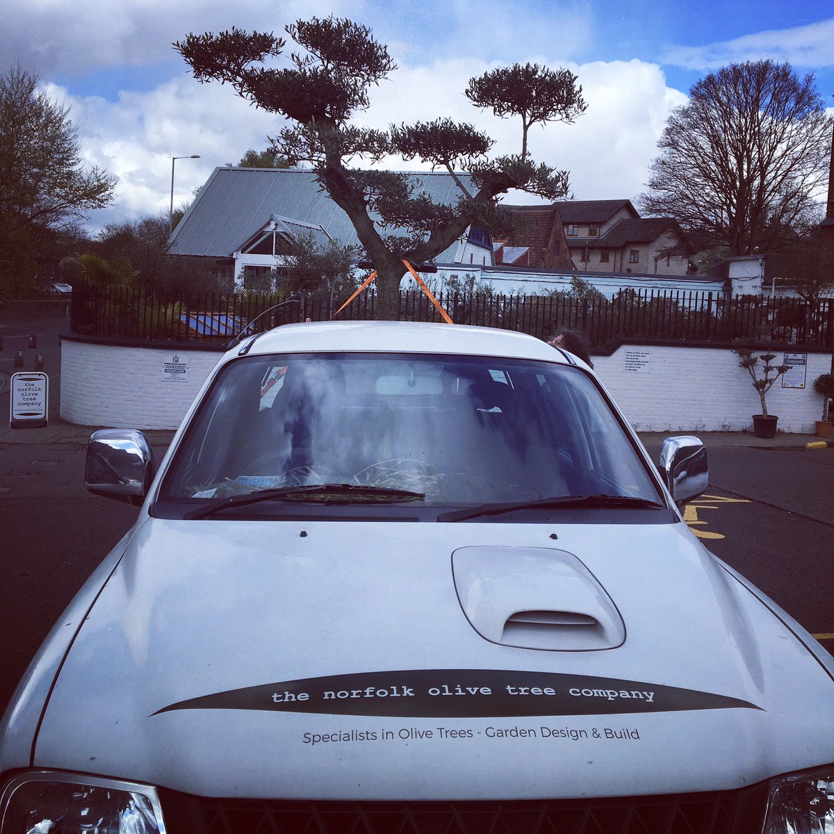 Norfolk Olive Trees tweet media