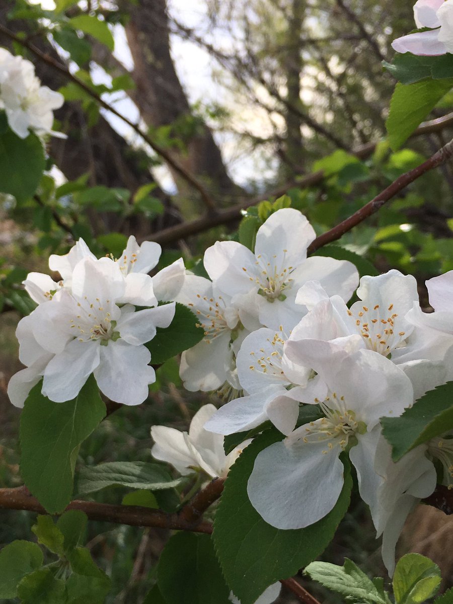 RobbinBowler's tweet image. Happy Spring!