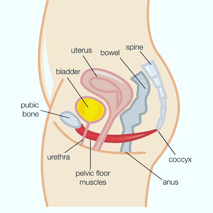 DaisyEastSurrey's tweet photo. https://t.co/pfrMWzhEpS Learn why Pelvic Floor exercises are so important with Daisy Parent Antenatal #NoOneWantsToWetThemselves https://t.co/FcE3BxjY25