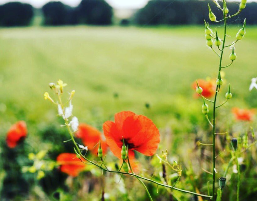 Spring is coming at #flp !
Today a touch of #red! #vino #spring #fattorialepupille #papavero #maremma #maremmatoscana #toscana #italia