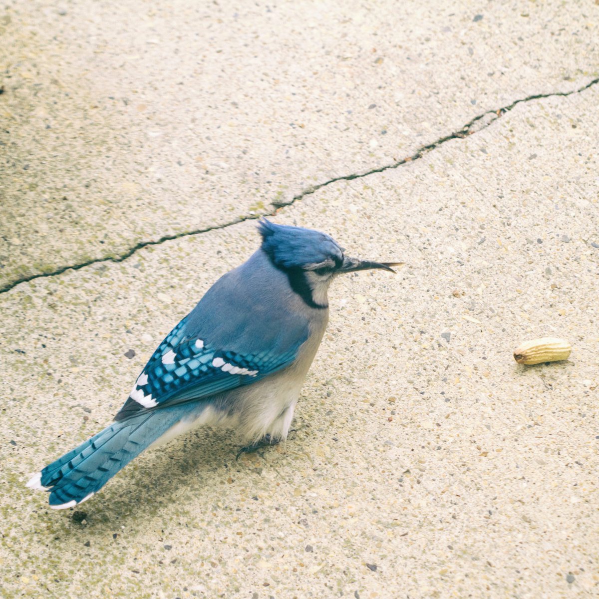 dbratle's tweet photo. Cross beaked blue jay that visits my yard. #crossbeak #bluejay #yeg https://t.co/CiCornx7BT