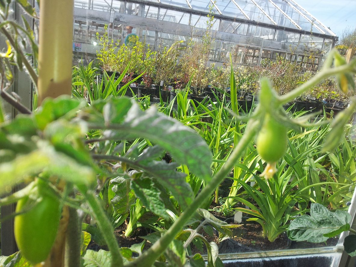 Food_Security_N's tweet photo. The tomatoes are fruiting!!!
#FoodSecurityNigeria #Trial #BiologicalControls https://t.co/xCVH0PbkGG