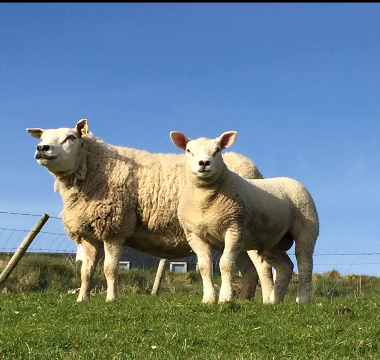 Check out Dan Bonner's fine flock of #irishtexel sheep! 
Send us your snaps to get featured!