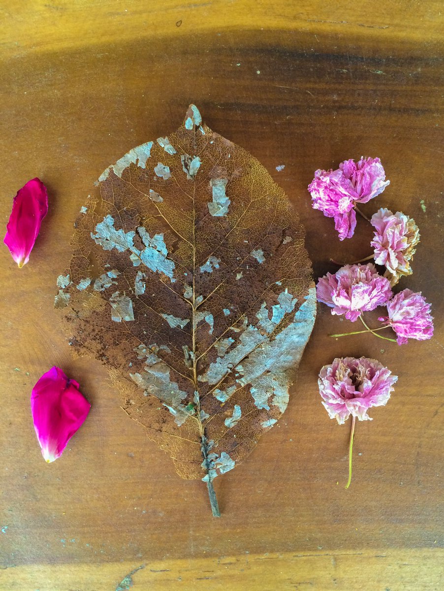 SuzyFerriss's tweet photo. Dog walk treasures... #photography #flowerpetals #driedleaf #woodworking https://t.co/5y6YPNTTUc