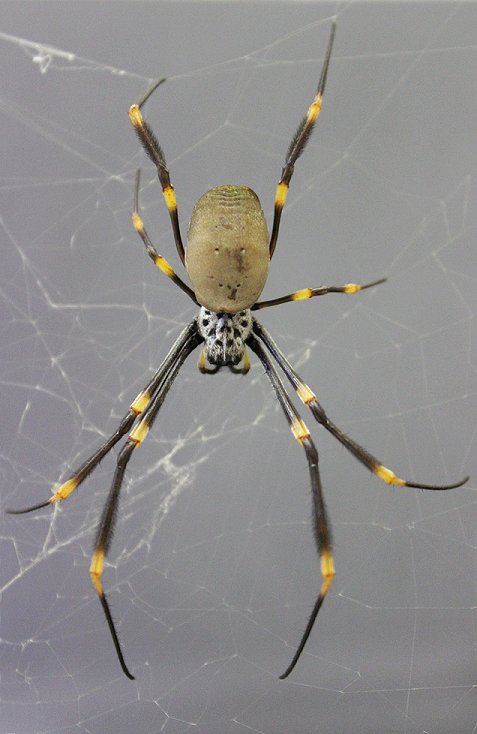 royalsociety's tweet photo. 3D printing spiders & the evolution of spider silk as a super-material https://t.co/SsnVDguyfF https://t.co/mdxnKZCrhC