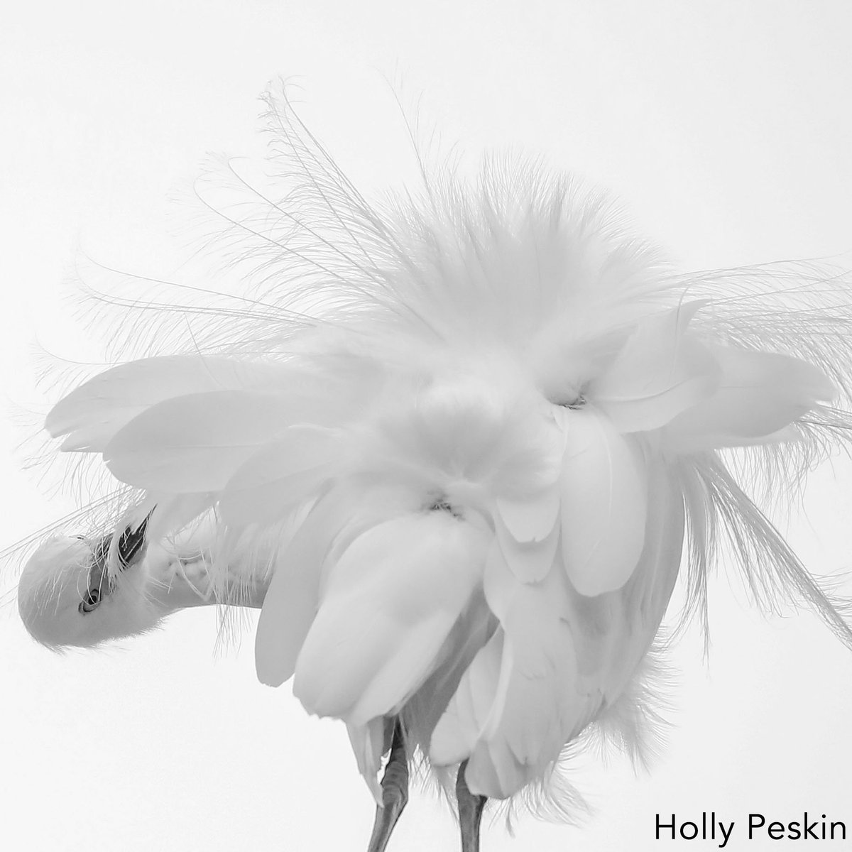 theg2gallery's tweet photo. #PreenQueen by emerging artist #HollyPeskin. One of the more popular photos in her solo show currently on view at G2! #G2Artists #G2Emerging https://t.co/1ZQBdVw6N2