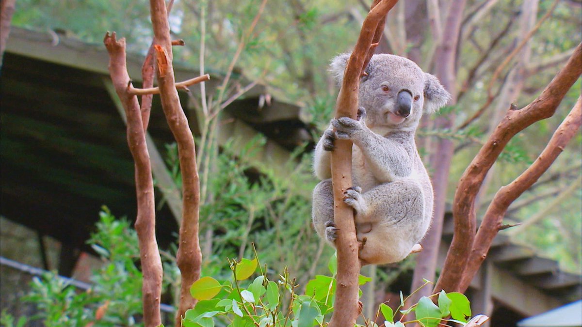 OutbackTimTV's tweet image. This week on #OutbackAdventures, @Timswildlife explores a variety of myths about Australian wildlife! Listings: bit.ly/LWASchedule 🐨