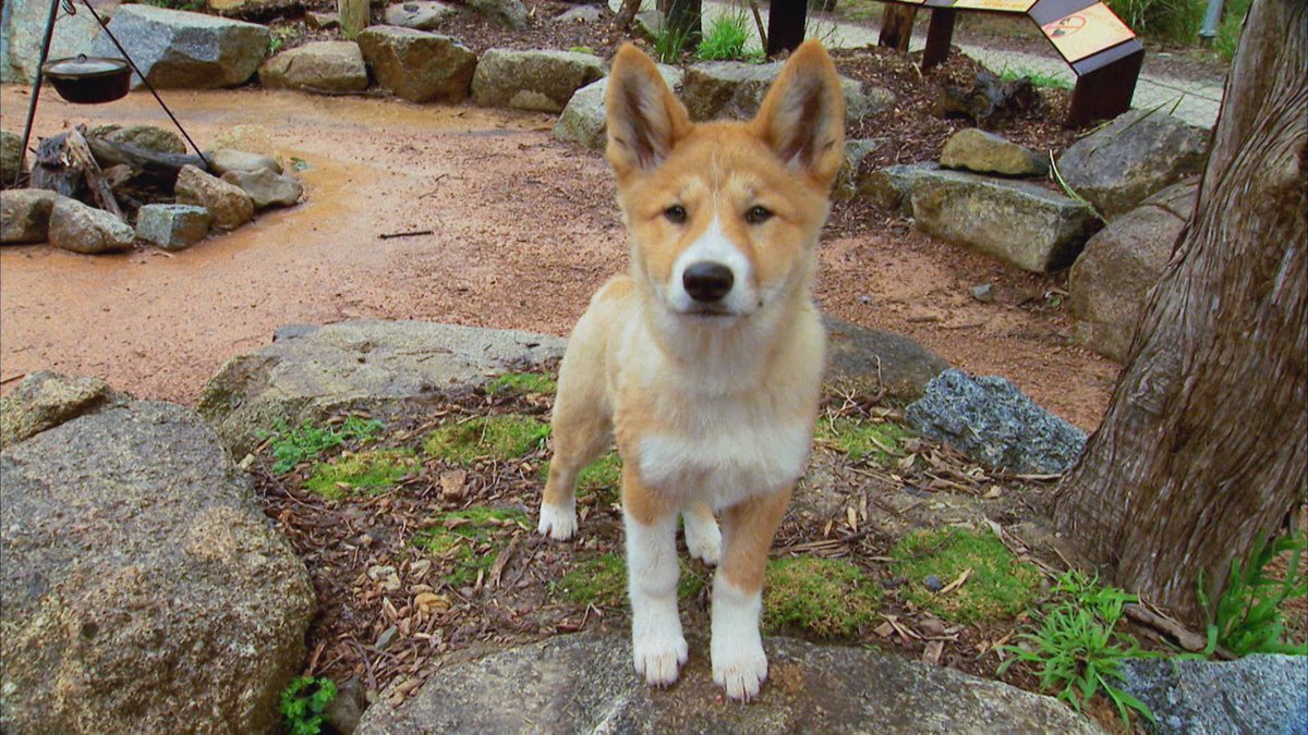 OutbackTimTV's tweet image. There are many misconceptions about dingoes in Australia, and @Timswildlife is here to put those myths to rest! TMRW on #OutbackAdventures.