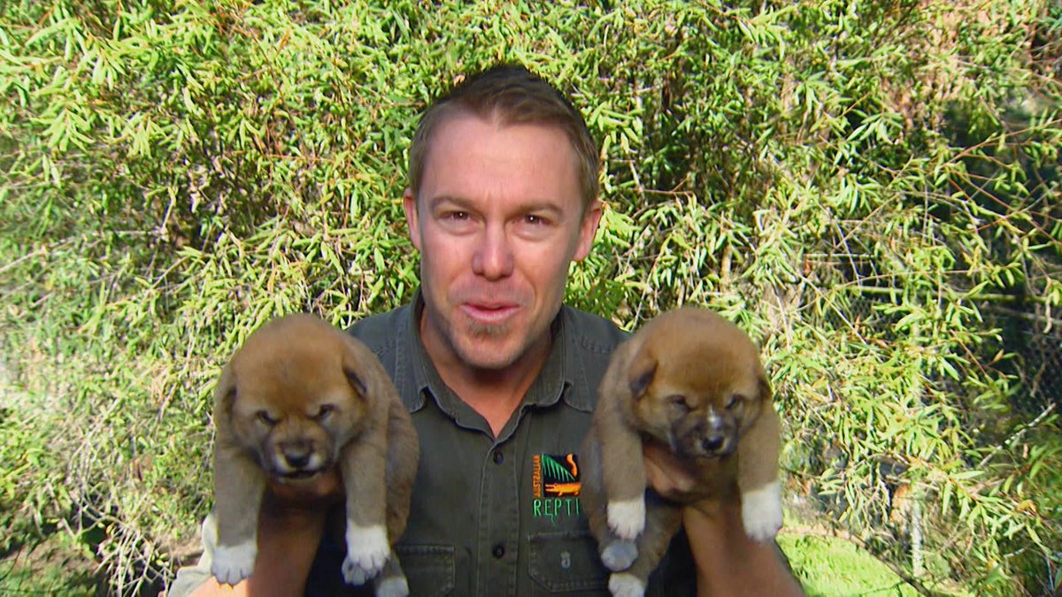 OutbackTimTV's tweet image. Dingoes are important to #Australian ecology, they represent a natural way of stopping mammal extinction &amp;amp; they’re adorable as pups! 😍