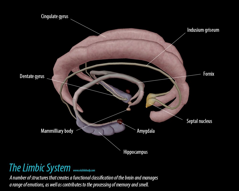 Limbic System 3d Biology Diagrams