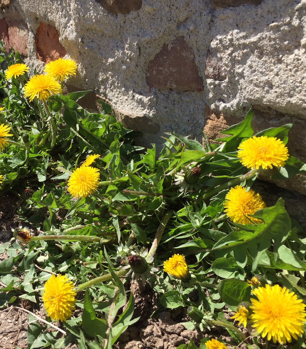 Dandelions find ways to brighten up crevasses in our cities. Want to #savethebees? Stop pulling/ spraying.  Important natural food source.