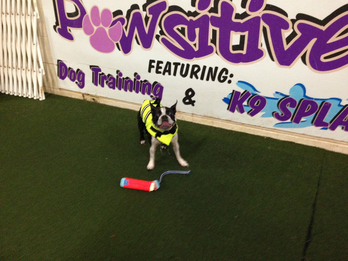 Think Pawsitive tweet media