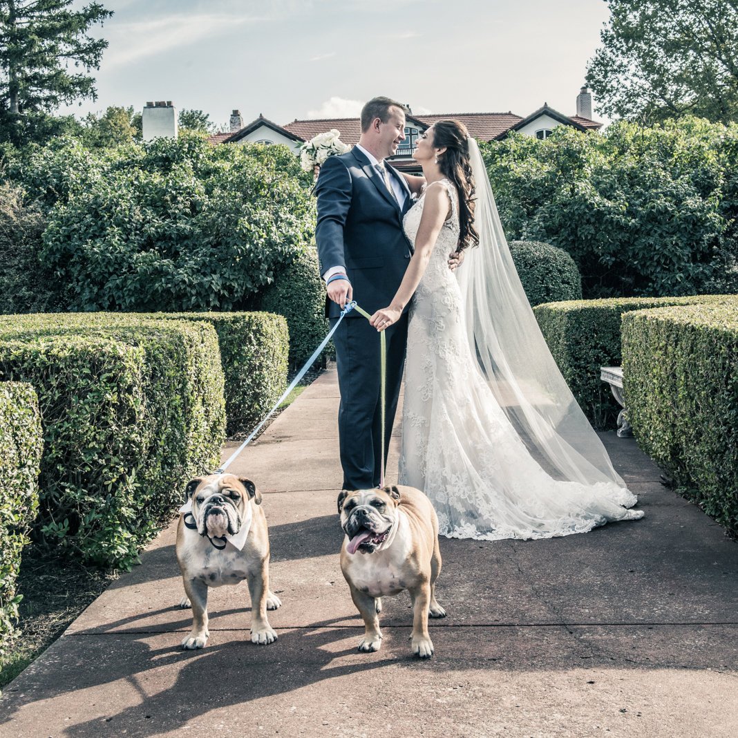 wedcreations1's tweet photo. Nothing says class and loyalty like a pair of handsome English Bulldogs! Photography: Kris Hanke, @CasablancaBridal // Gown: #Style1975 https://t.co/TJZoFBtZOM