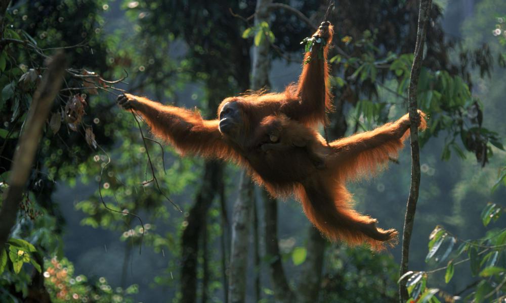 Streetrips's tweet photo. 10 razones por las que viajar a Sumatra, Indonesia https://t.co/0x1giVsj07 vía @DejarloTei #Viajes #indonesia #asia https://t.co/BgTAAUk96M