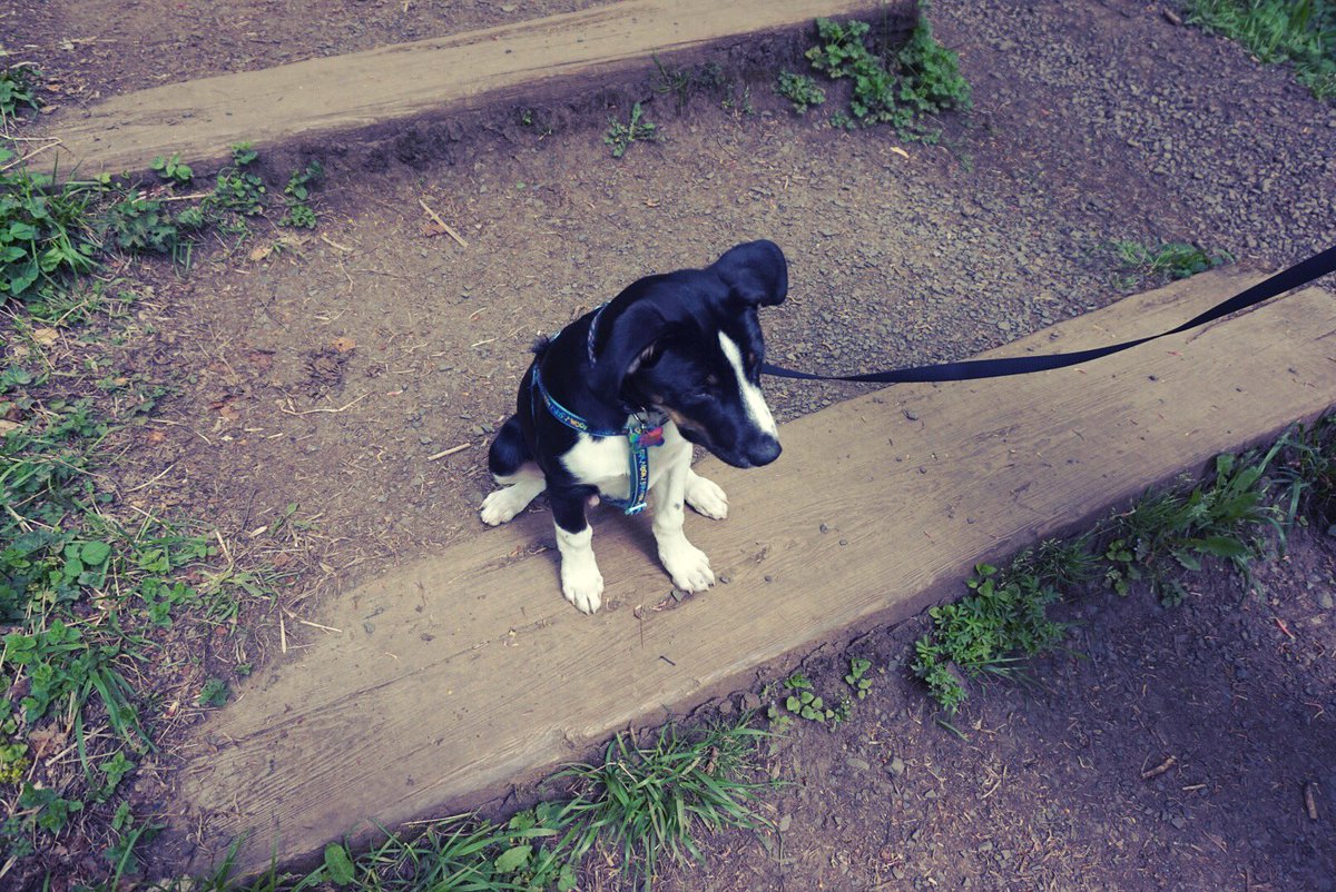 enyamoore313's tweet photo. I can't believe he was ever this small πΆ π#unhappypuppyonhislead #dobbyisafreedog #notthatday #labcolliecross #myboy #throwback https://t.co/FgNQCyuESl