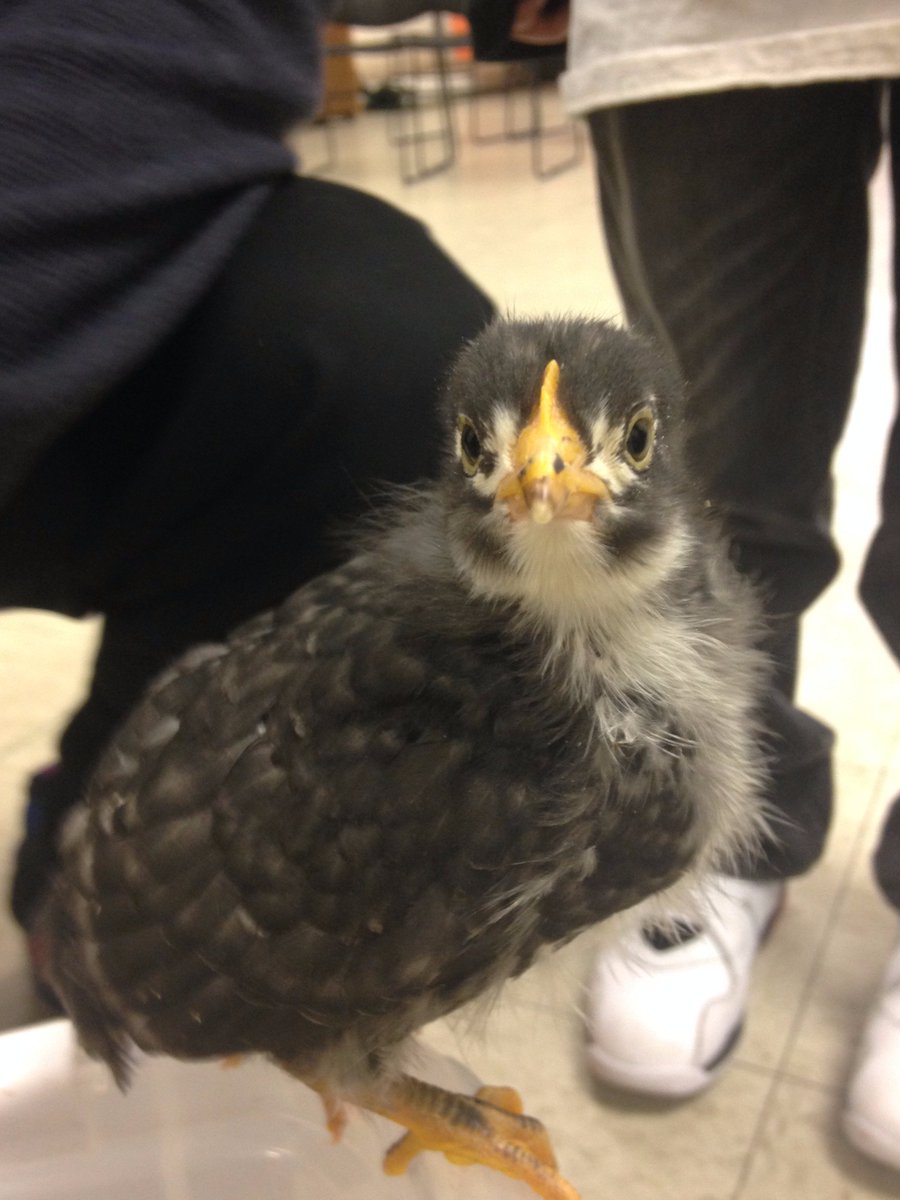 This morning chicks from Casey Farm came to meet Knight's young patrons @provcomlib !