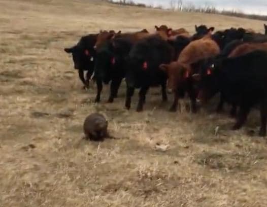 CityNewsVAN's tweet image. WATCH: Cattle herd follows beaver in Saskatchewan bit.ly/2pdy2G5
