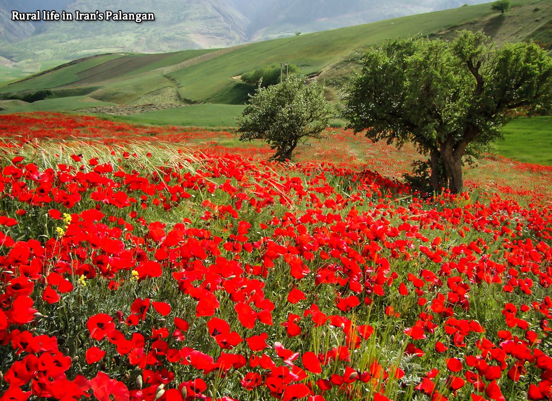 IFILMENGLISH's tweet photo. Rural life in Iran’s Palangan
Iran’s Palangan village lies in Kordestan Province.
Read more at: 
https://t.co/eon9rmelTl https://t.co/TaZdO2gVJg
