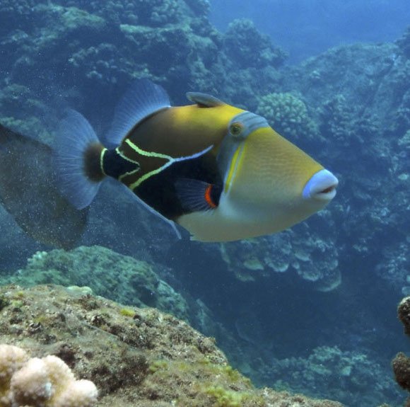 atlantishawaii's tweet image. What do you call a fish with a tie?
soFISHticated 🤣 🐟 #AtlantisHawaii #Kona #oceanhumor #sillysea #uncerwaterfun #fishjokes