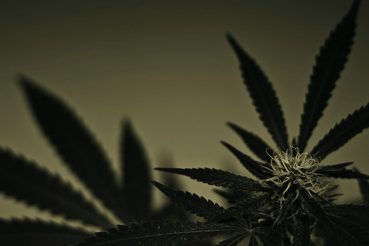 $7,500 in cash and prizes!
Enter at: 420fundme.com/campaign.html
ONLY TWO DAYS LEFT TO ENTER!!!
Cannabis Crowdfunding – Investing - Fundraising