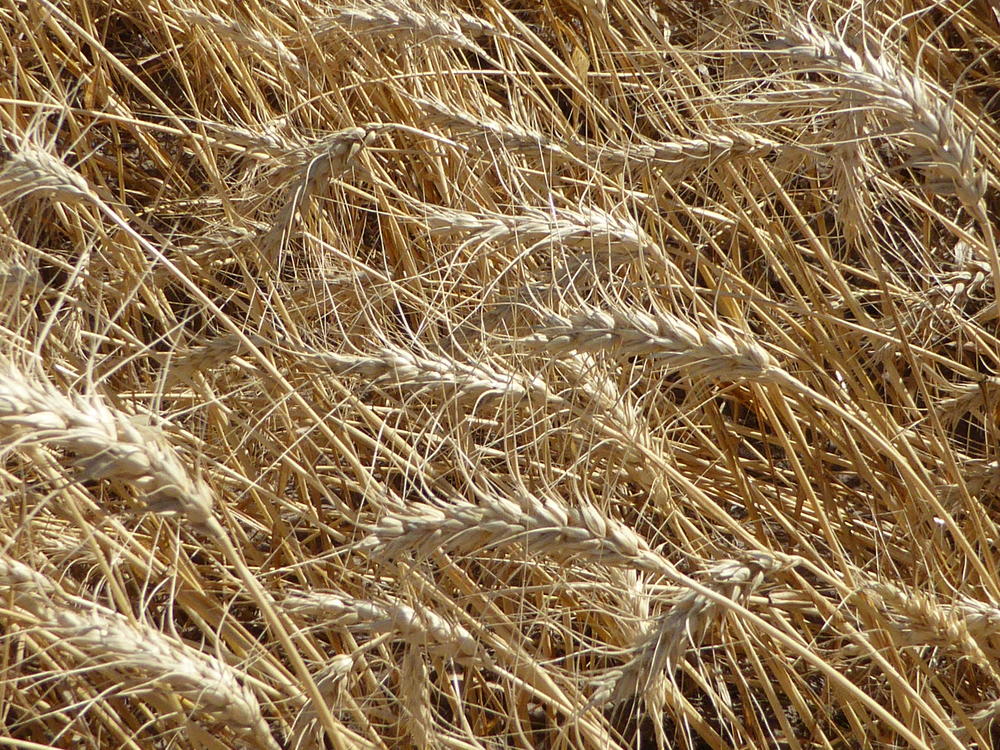 TravelGumbo's tweet photo. #Amber #FieldsOfGrain, #Washington #ttot

TravelGumbo archives
By Travelers, For Travelers

https://t.co/TrLCmCvDp6 https://t.co/h0Lw3qY9Uf