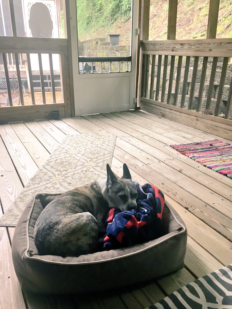 browerdog's tweet photo. Ugh, mom is ignoring me again. At least I get to be semi-outside. #doglife #coworking #rainyday 
🍵🐶🌧👩🏻‍💻 https://t.co/5KsqIpdy7i