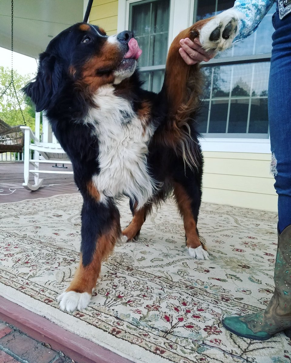 forest oaks bernese mountain dogs