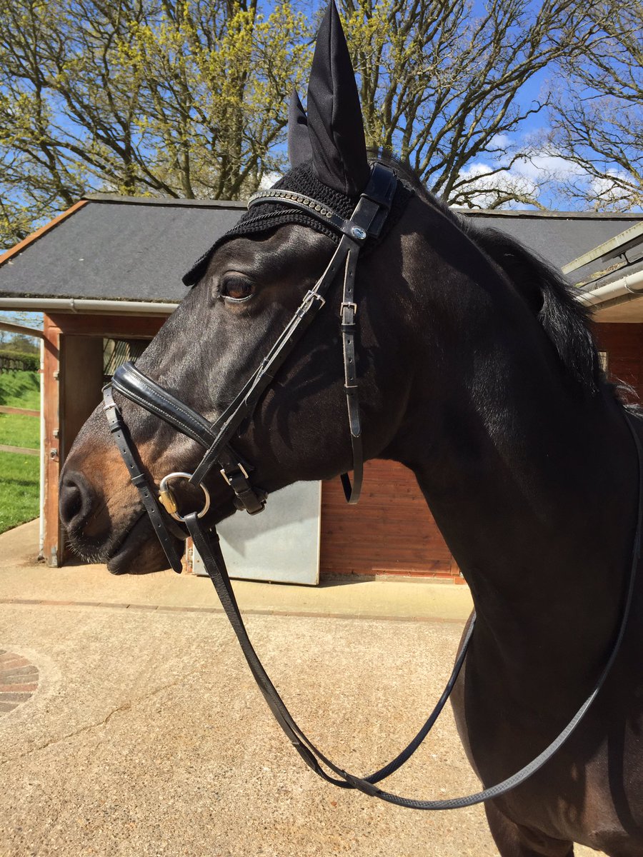 Han_bansP's tweet photo. @horsehealthcouk #officiallemeiuxblogger #officialblog @poweldressage #lemieuxeuroears #fashion #practical #dressage https://t.co/MylPS2Elka