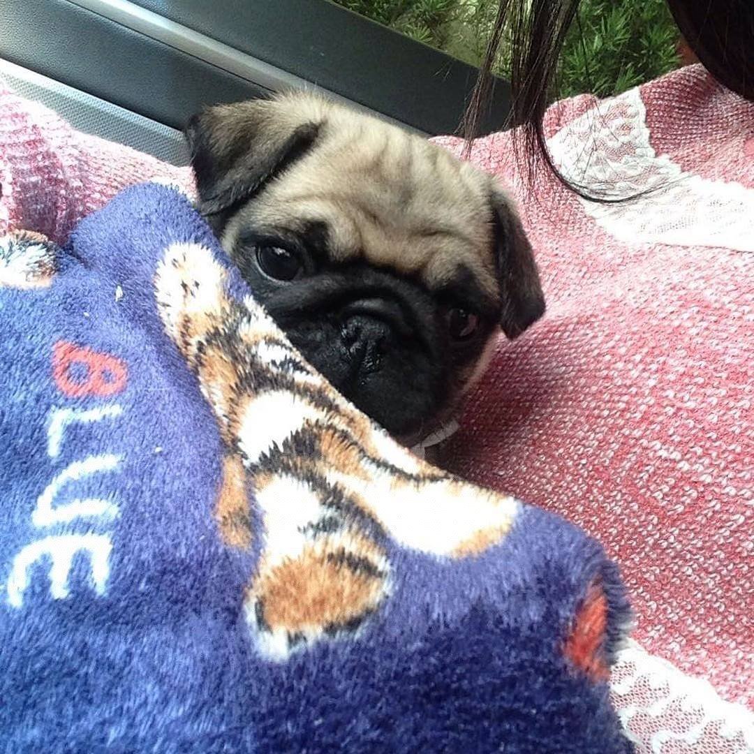 PugDailyClub's tweet image. What a cutie!💖

All credit goes to the owners 💝 Tag if you know them 💝

#pugdaily #pugs #pug #cute #puglover