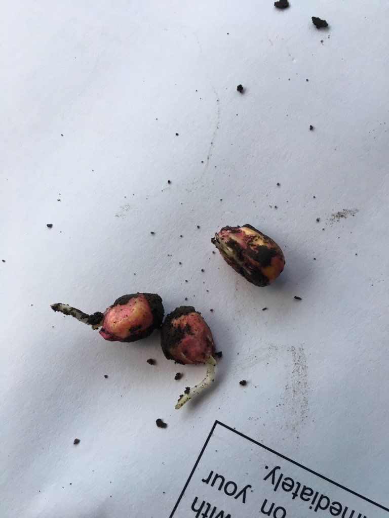 PioneerSeeds's tweet photo. Looks like #plant17 is off to a good start! RT @TheisAg Early planting looking promising 50GDU in @DuPontPioneer #P1366AM https://t.co/2YYK6eG2Xd