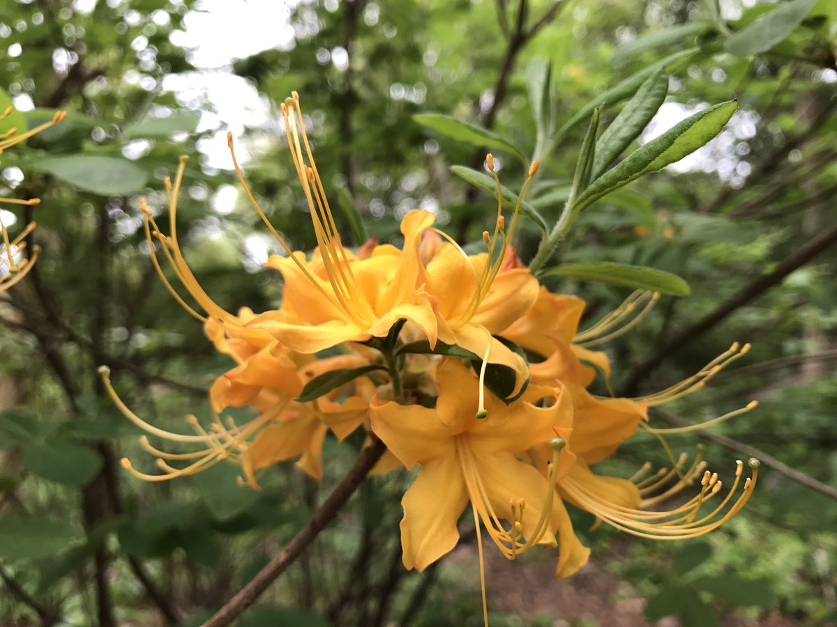 lewisginter's tweet photo. What a difference a few days makes! Azaleas are now in full bloom. #rva #rvagardentrail #loveva https://t.co/17i72pQmys